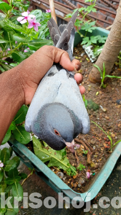 রেসার বাচ্চা
